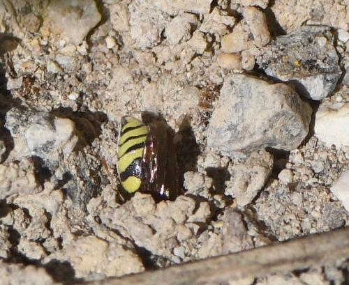 Antepipona sp.